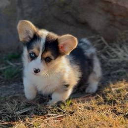 Boy 1 - Blue male Pembroke Welsh Corgi puppy in Beggs, Oklahoma from Blue Diamond Corgi’s