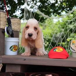 Netflix - Lemon and white male Basset Hound puppy in Pollock, Missouri from Northstar