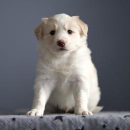 Trek - Gold male Border Collie puppy in Milford, Massachusetts from Blackbird Kennels