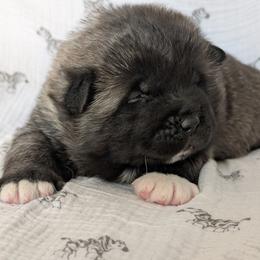 Boy 1 - Black male Akita puppy in South Carolina from Sierra Mountain Akitas