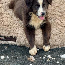Azure dilute black female - Black & white female Miniature Australian Shepherd puppy in Lemon Cove, California from Magic Ranch Mini Aussies