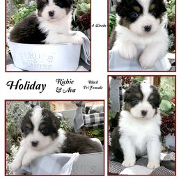 "past litter" Australian Shepherd Puppies from Cedar Hill Australian Shepherds