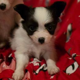 Molly - White and black female Papillon puppy in Myakka City, Florida from LaRae's Papillons