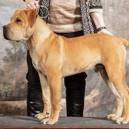 Boerboels from BigBore Bowrboels