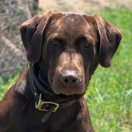Hudson - Labrador Retriever