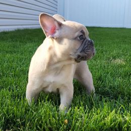 French Bulldog Puppies from French Pup