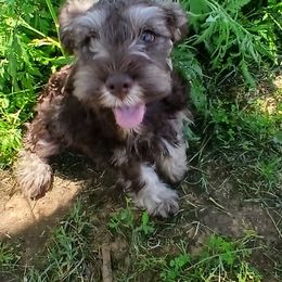 Miniature Schnauzer Puppies from Templin Pups