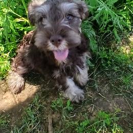 Miniature Schnauzer Puppies from Templin Pups