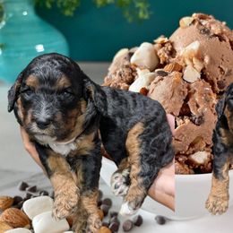 Rocky Road - Black and tan male Cavapoo puppy in Coshocton, Ohio from Forever Family Puppies