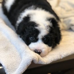 Poodle and Aussiedoodle Puppies from Ohana Companions