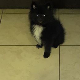 Pomeranian Puppies from Azur Pomeranians