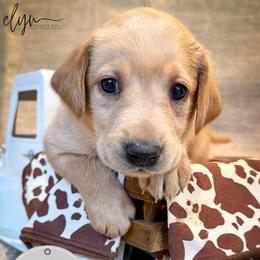 Gray Male - Yellow male Labrador Retriever puppy in Franklin, Virginia from Oak Hollow Retrievers