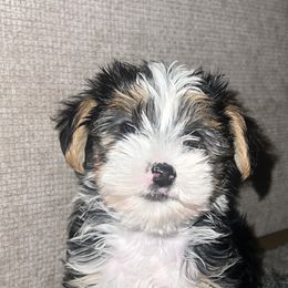 Yorkshire Terrier Puppies from Keia's Parti Yorkie Pups