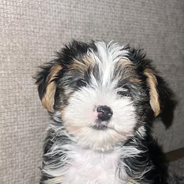 Yorkshire Terrier Puppies from Keia's Parti Yorkie Pups