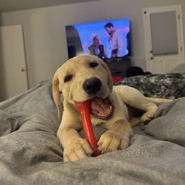 Dilute Retriever and Labrador Retriever All Grown Up from McKenzie Reign Labradors