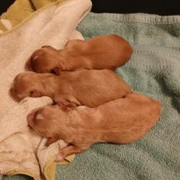 Cavapoo puppies from Oakdale Cavaliers