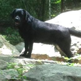 Labrador Retriever All Grown Up from Branwood Labrador Retrievers