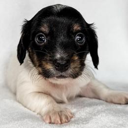 Pterodactyl - Piebald female Dachshund puppy in Winamac, Indiana from WZ Kennels