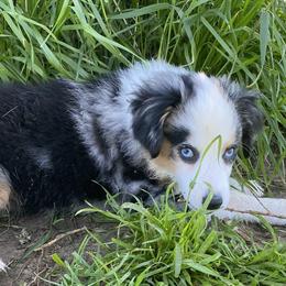 Miniature American Shepherd and Miniature Australian Shepherd Puppies from Sweetbay Aussies/ Miniature American Shepherds