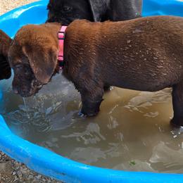 Pink Collar (Chocolate Girl) - Chocolate female Labrador Retriever puppy in Salado, Texas from Wild Games Labradors