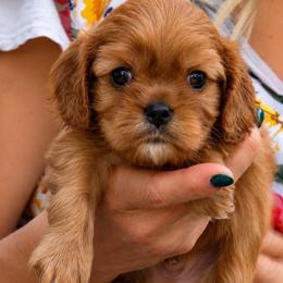 Frankie - Ruby male Cavalier King Charles Spaniel puppy in Greensboro, North Carolina from Hyde Park Cavaliers