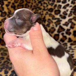 Chocolate Parti boy - Parti male Miniature Schnauzer puppy in Hillsville, Virginia from Valley View Schnauzers