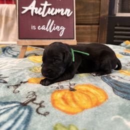 Green - Black male German Shorthaired Pointer puppy in Huntington, Texas from B&B GSP’S