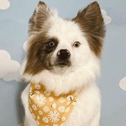 Nova - Pomeranian