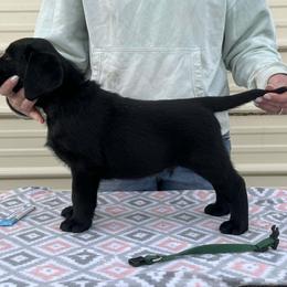 Green Collar - Black male Labrador Retriever puppy in Yelm, Washington from Prince Labradors