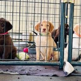 Labradoodles and Labrador Retrievers from Green Acres Labradors