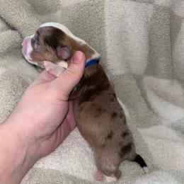 Blue collar boy - Red merle and white male American Corgi puppy in Flat Rock, Alabama from Fluffy Butt Acres