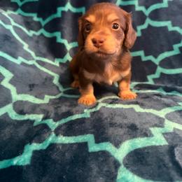 Haze (Akc) - Chocolate and cream male Dachshund puppy in Madera Acres, California from AllStarDachshunds