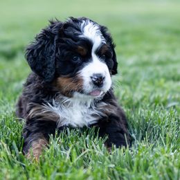 Bernese Mountain Dog Puppies from Mountain Dog Kennel