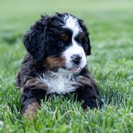 Bernese Mountain Dog Puppies from Mountain Dog Kennel