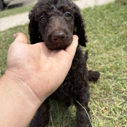 Dove- Dark Purple - Phantom female Poodle puppy in Copperas Cove, Texas from Poodles of Valor