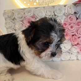 Noel - Parti male Yorkshire Terrier puppy in Illinois from Pretty Little Yorkies
