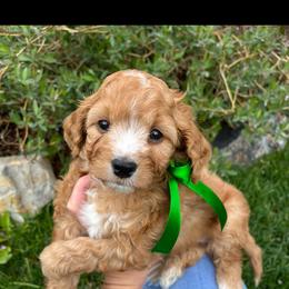 Bernedoodle, Cavapoo, Goldendoodle, and Poodle Puppies from Gypsi Doodles & Poodles