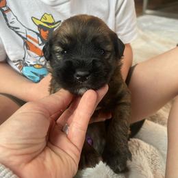 Skittles - Wheaten female Soft Coated Wheaten Terrier puppy in Kirksville, Missouri from BellSharps Australian Shepherds