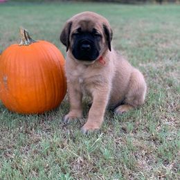 Mastiff Puppies from Red River Mastiff