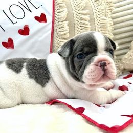 French Bulldogs from Flat Rock Frenchies