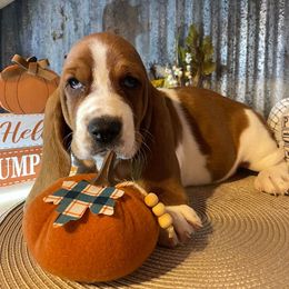 Basset Hound Puppies from Rain and Snow Bassets
