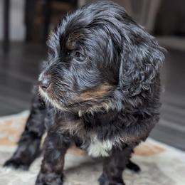 Yellow - Tri-color female Bernedoodle puppy in Connecticut from Valley View Doodles