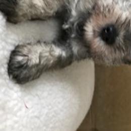 Miniature Schnauzers from Gail Holzman's Miniature Schnauzers