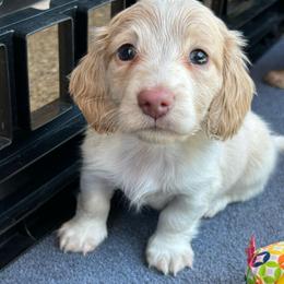 Cream Pied Dapple Boy - Cream male Dachshund puppy in Belfair, Washington from CreekSide Mini Doxies