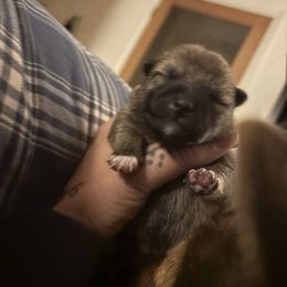 Starlink - Sesame female Shiba Inu puppy in Truckee, California from Mountain Air Shibas