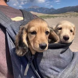 Dachshund Puppies from Loveland Doxies