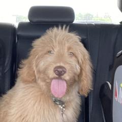 Orange - Light golden Double Doodle puppy in San Juan, Texas from Cash & June’s Double Doodles
