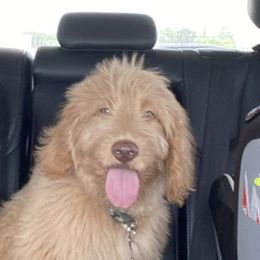 Orange - Light golden Double Doodle puppy in San Juan, Texas from Cash & June’s Double Doodles