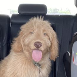 Orange - Light golden Double Doodle puppy in San Juan, Texas from Cash & June’s Double Doodles