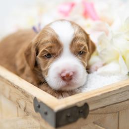 Australian Labradoodle and Labradoodle Puppies from Elite Blend Labradoodles